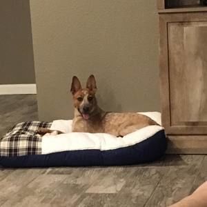 Meet your Posher, Benji